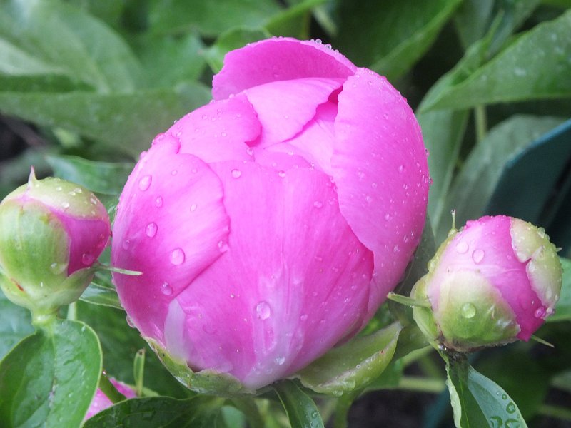 peony14 (37)